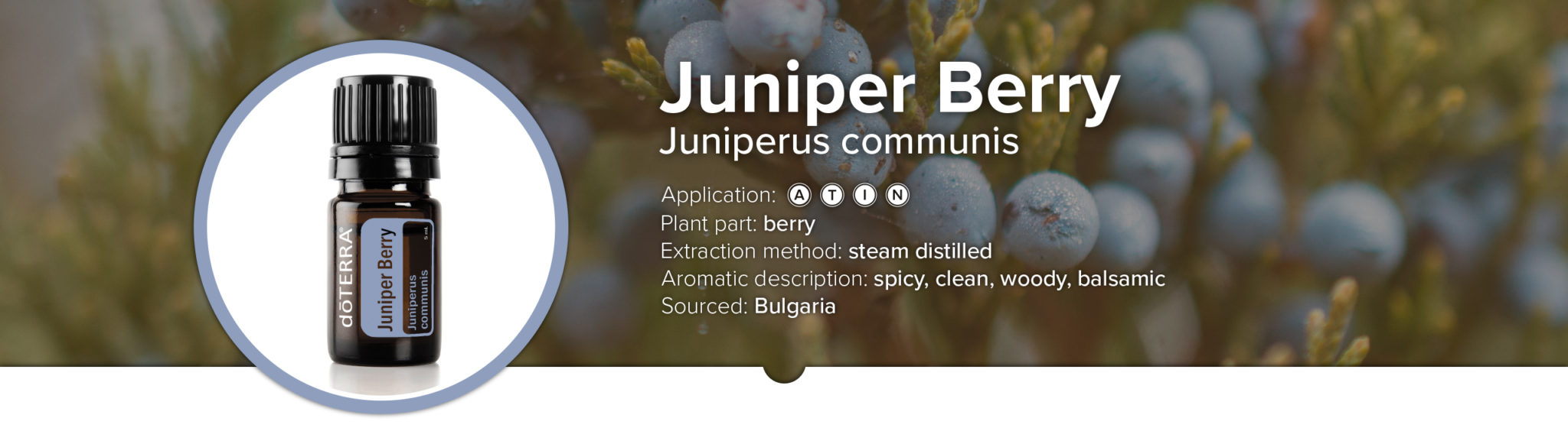 juniper berry essential oil